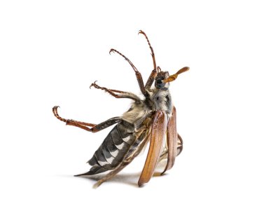 Yaz chafer veya Avrupa Haziran böceği, beyaz arka plan önünde amphimallon solstitiale