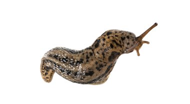 Ortak adları büyük gri sülük ve beyaz arka plan önünde leopar bilgi tarafından bilinen Limax maximus, kelimenin tam anlamıyla, 'en büyük sülük',