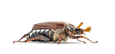 Yaz chafer veya Avrupa Haziran böceği, beyaz arka plan önünde amphimallon solstitiale