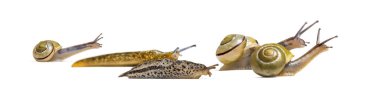 Sümüklü böcek, Limax maximus ve salyangoz, Capea Nemoralis, beyaz arka plan önünde birlikte