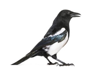 Ortak Magpie, pika pika, beyaz arka plan önünde