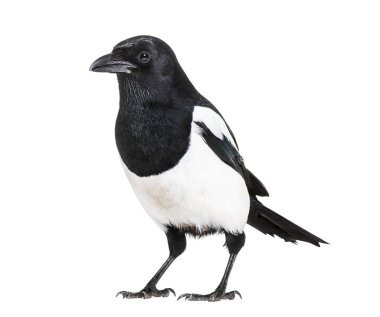 Ortak Magpie, pika pika, beyaz arka plan önünde