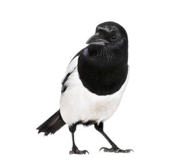 Ortak Magpie, pika pika, beyaz arka plan önünde
