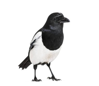 Ortak Magpie, pika pika, beyaz arka plan önünde