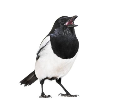 Ortak Magpie, pika pika, beyaz arka plan önünde