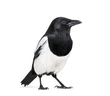 Ortak Magpie, pika pika, beyaz arka plan önünde
