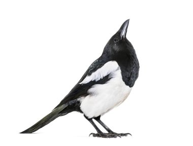 Ortak Magpie, pika pika, beyaz arka plan önünde