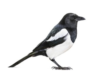 Ortak Magpie, pika pika, beyaz arka plan önünde