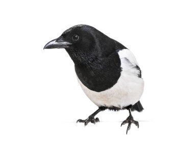 Ortak Magpie, pika pika, beyaz arka plan önünde