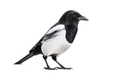 Ortak Magpie, pika pika, beyaz arka plan önünde