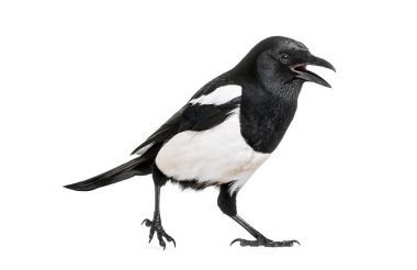 Ortak Magpie, pika pika, beyaz arka plan önünde