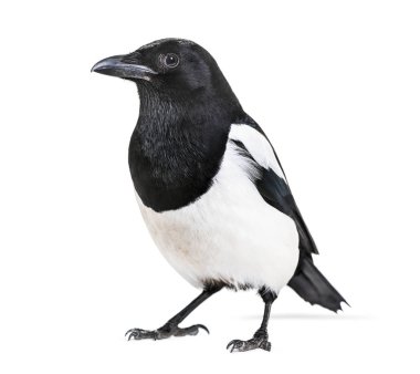 Ortak Magpie, pika pika, beyaz arka plan önünde