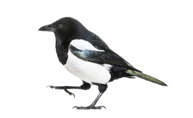 Ortak Magpie, pika pika, beyaz arka plan önünde