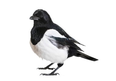 Ortak Magpie, pika pika, beyaz arka plan önünde