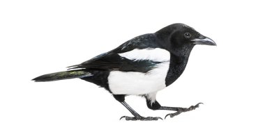 Ortak Magpie, pika pika, beyaz arka plan önünde