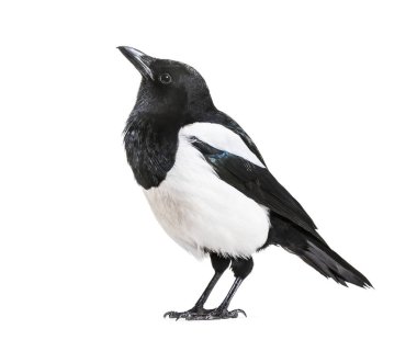 Ortak Magpie, pika pika, beyaz arka plan önünde