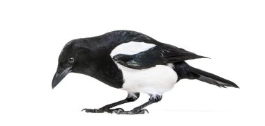 Ortak Magpie, pika pika, beyaz arka plan önünde