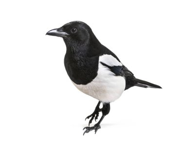 Ortak Magpie, pika pika, beyaz arka plan önünde
