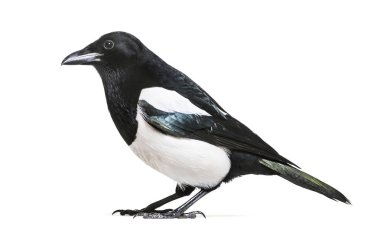 Ortak Magpie, pika pika, beyaz arka plan önünde