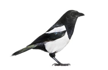 Ortak Magpie, pika pika, beyaz arka plan önünde