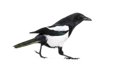 Ortak Magpie, pika pika, beyaz arka plan önünde