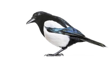 Ortak Magpie, pika pika, beyaz arka plan önünde