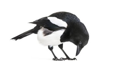 Ortak Magpie, pika pika, beyaz arka plan önünde
