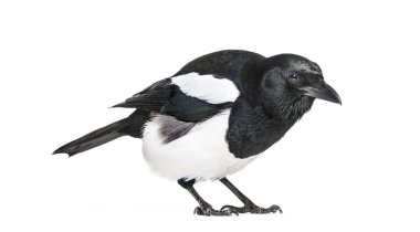 Ortak Magpie, pika pika, beyaz arka plan önünde