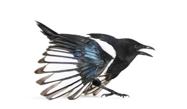 Ortak Magpie, pika pika, beyaz arka plan önünde