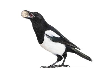Gaga, beyaz arka plan önünde parlak Euro holding ortak Magpie, pika pika,