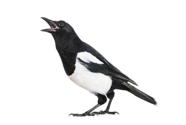 Ortak Magpie, pika pika, beyaz arka plan önünde