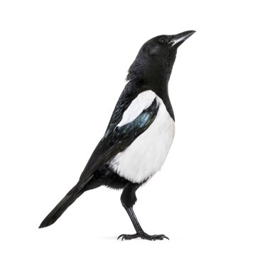Ortak Magpie, pika pika, beyaz arka plan önünde