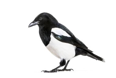 Ortak Magpie, pika pika, beyaz arka plan önünde