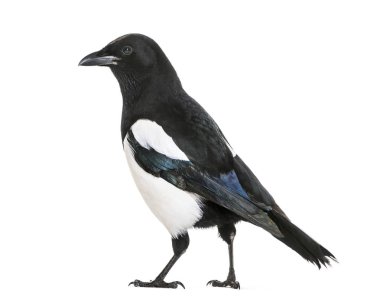 Ortak Magpie, pika pika, beyaz arka plan önünde