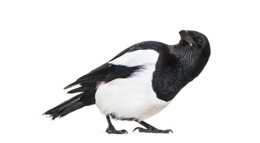 Ortak Magpie, pika pika, beyaz arka plan önünde