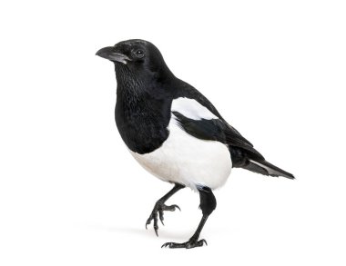 Ortak Magpie, pika pika, beyaz arka plan önünde