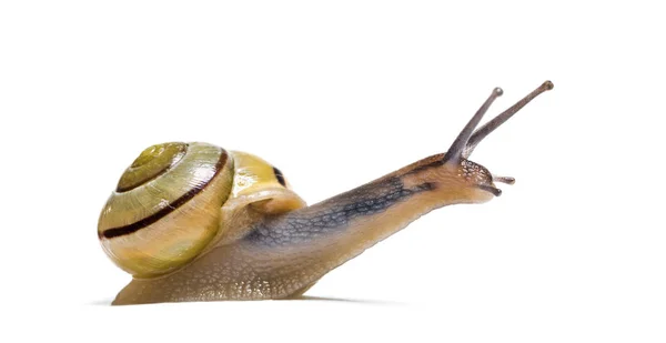 格罗夫蜗牛或褐色唇蜗牛 Cepaea Nemoralis 在白色背景前 — 图库照片