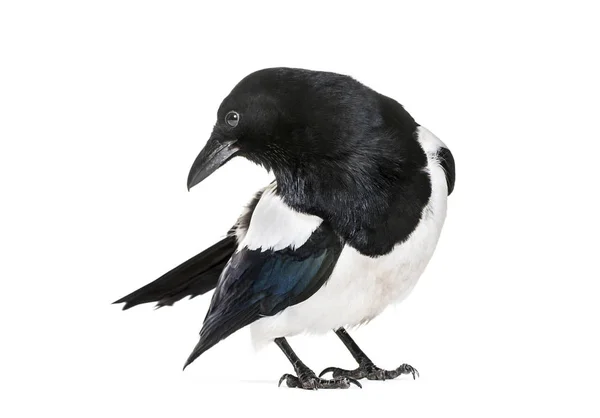 Magpie Comum Pica Pica Frente Fundo Branco — Fotografia de Stock