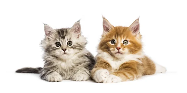 Maine Coon Chatons Semaines Couchés Ensemble Devant Fond Blanc — Photo