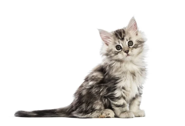 Maine Coon Kitten Tygodni Życia Przed Białym Tle — Zdjęcie stockowe