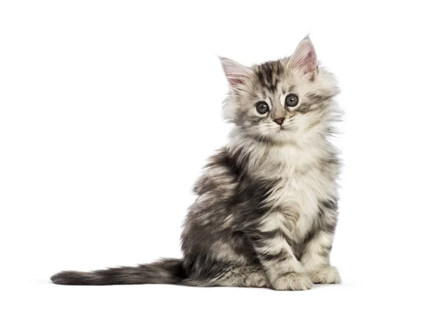 Maine Coon Gatito Semanas Edad Delante Fondo Blanco — Foto de Stock