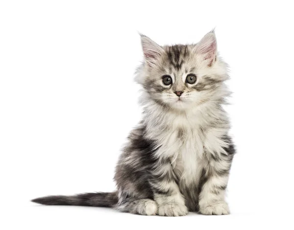 Maine Coon Gatito Semanas Edad Delante Fondo Blanco —  Fotos de Stock