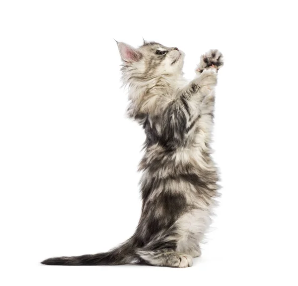 Maine Coon Kitten Weeks Old Reaching Out Front White Background — Stock Photo, Image