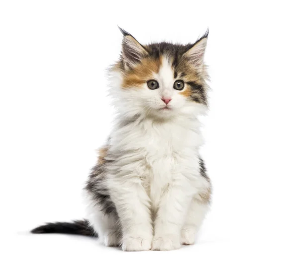 Maine Coon Kitten Weken Oud Voor Witte Achtergrond — Stockfoto