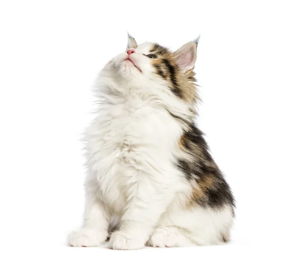 Maine Coon Kätzchen Wochen Alt Vor Weißem Hintergrund — Stockfoto