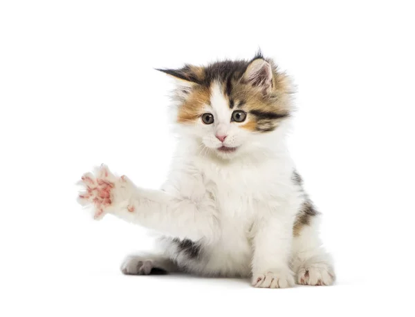 Maine Coon Kitten Semanas Edad Extendiéndose Frente Fondo Blanco — Foto de Stock