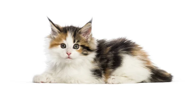 Maine Coon Kitten Weeks Old Reaching Out Front White Background — Stock Photo, Image