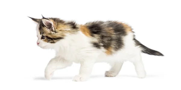 Maine Coon Kitten Weken Oud Voor Witte Achtergrond — Stockfoto