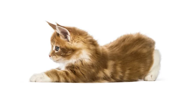 Maine Coon Kitten Weeks Old Front White Background — Stock Photo, Image