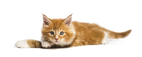 Maine Coon Gatito Semanas Edad Delante Fondo Blanco — Foto de Stock